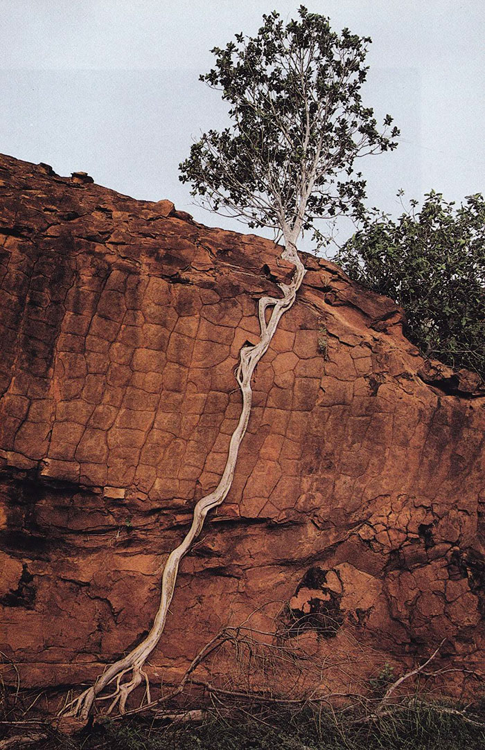 Trees That Refused To Die