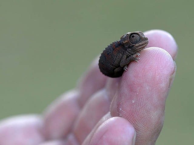 Tiny Baby Animals