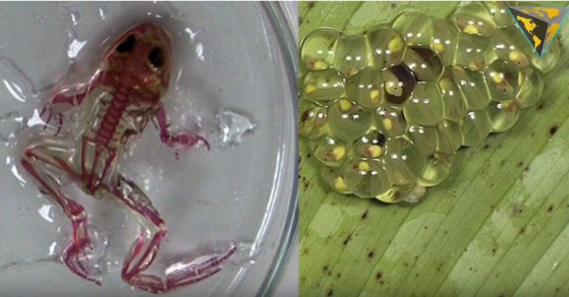 Strange transparent frog