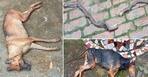 2 Pet Dogs in UP Fight With Snake For Hours to Save Owner, Die After Being Bitten