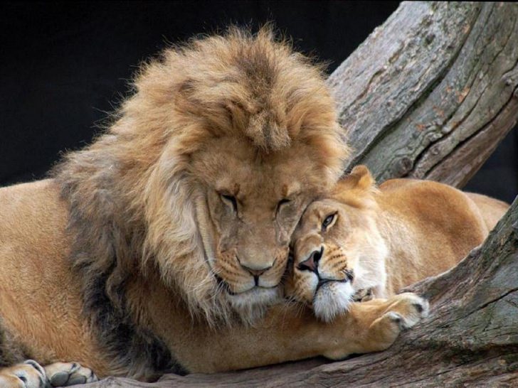 40 Photos Of Animals In Love That Can Melt Even A Frozen Heart