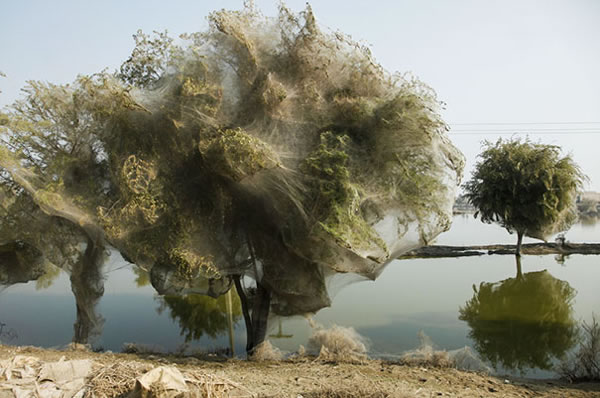 Terrifying Things in Nature Photos