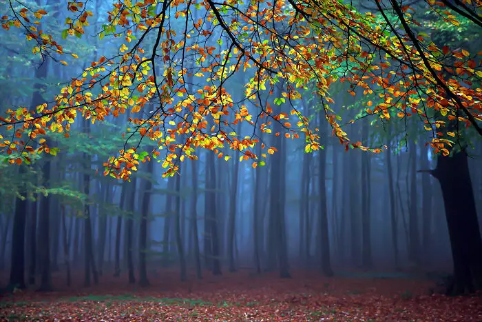 Fairytale-Like Wildlife Photos By Roeselien Raimond