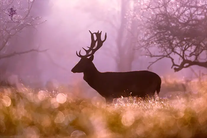 Fairytale-Like Wildlife Photos By Roeselien Raimond