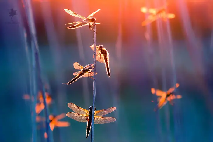 Fairytale-Like Wildlife Photos By Roeselien Raimond