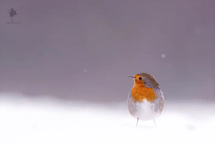 Fairytale-Like Wildlife Photos By Roeselien Raimond