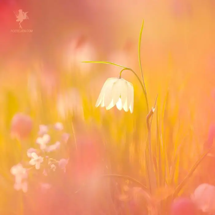 Fairytale-Like Wildlife Photos By Roeselien Raimond