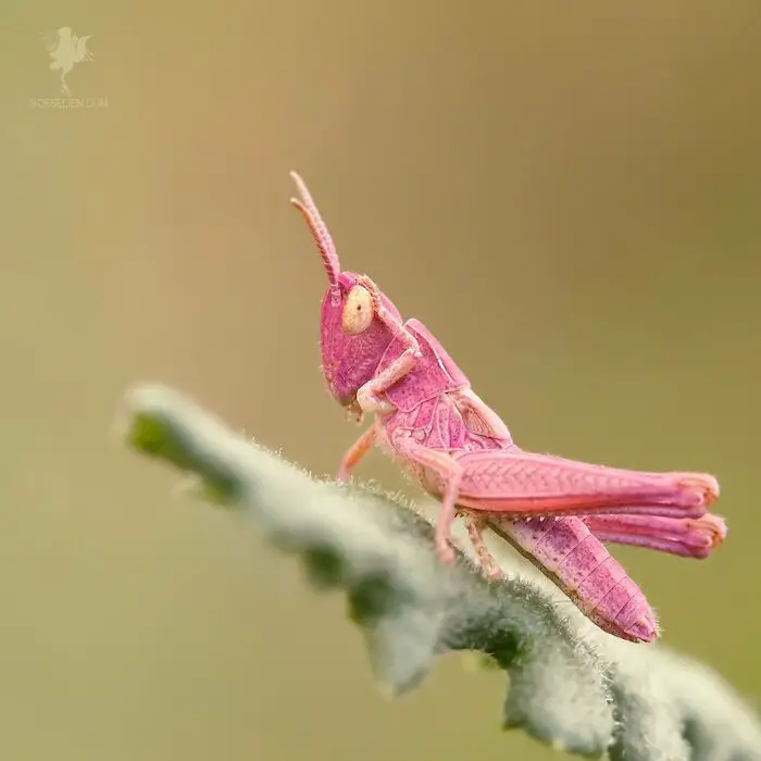 Fairytale-Like Wildlife Photos By Roeselien Raimond