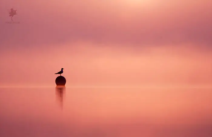 Fairytale-Like Wildlife Photos By Roeselien Raimond