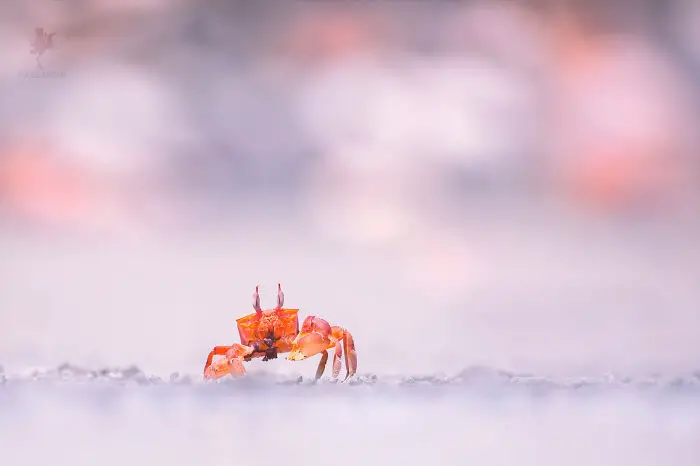 Fairytale-Like Wildlife Photos By Roeselien Raimond