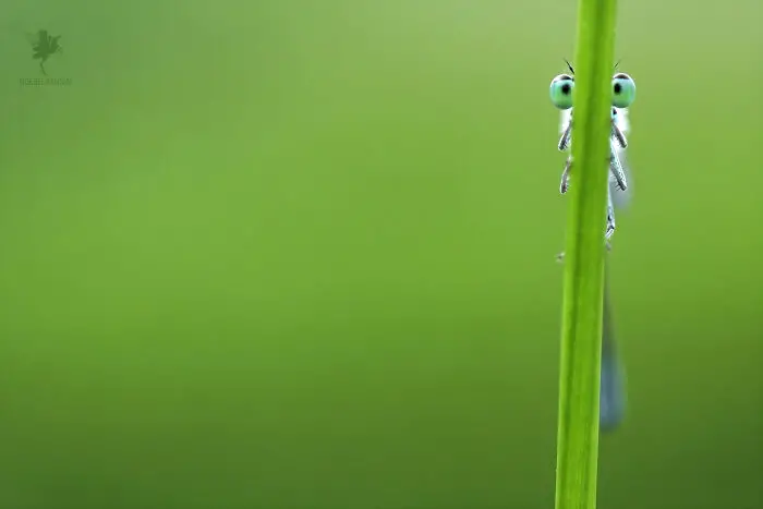 Fairytale-Like Wildlife Photos By Roeselien Raimond