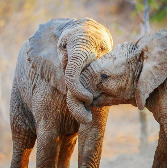 40 Photos Of Animals In Love That Can Melt Even A Frozen Heart