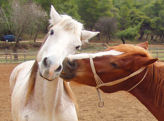 40 Photos Of Animals In Love That Can Melt Even A Frozen Heart