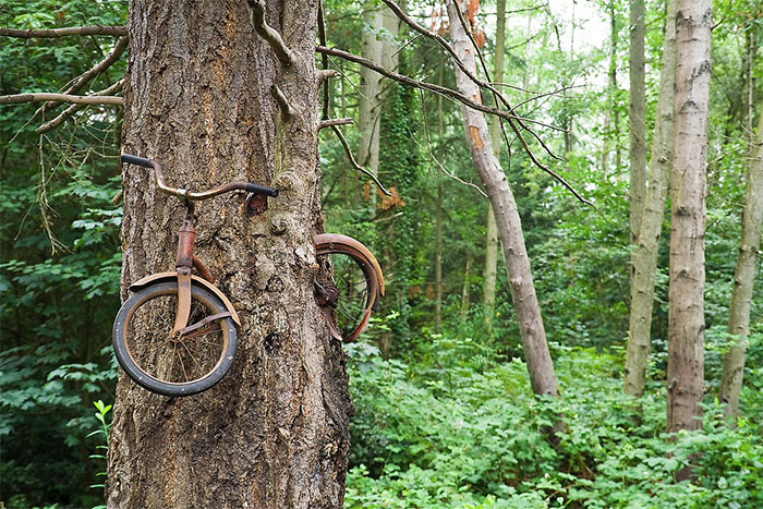 Trees That Refused To Die