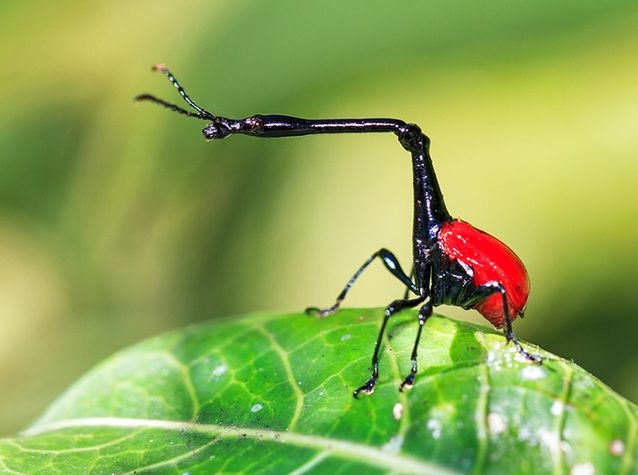 A weevil Giraffe Weevils