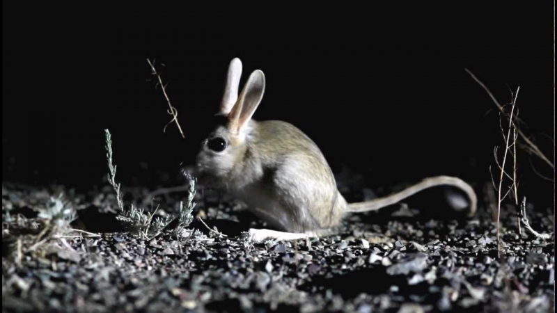 Jerboa Gobi Rat at night