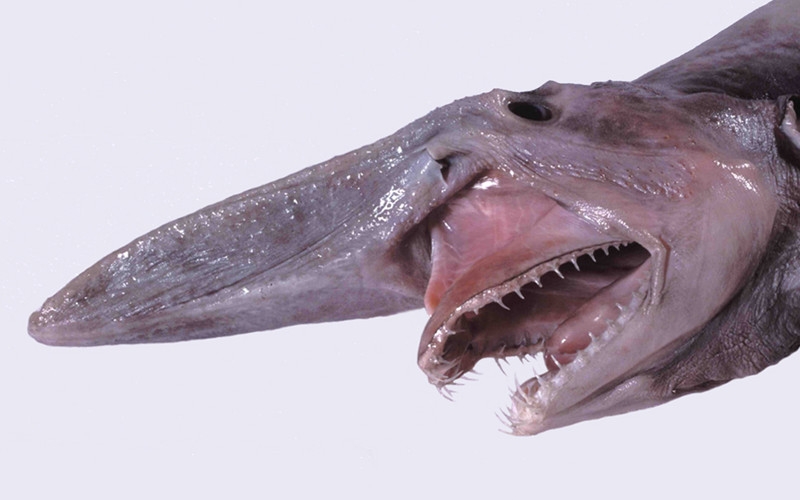 Goblin Shark Fish Head