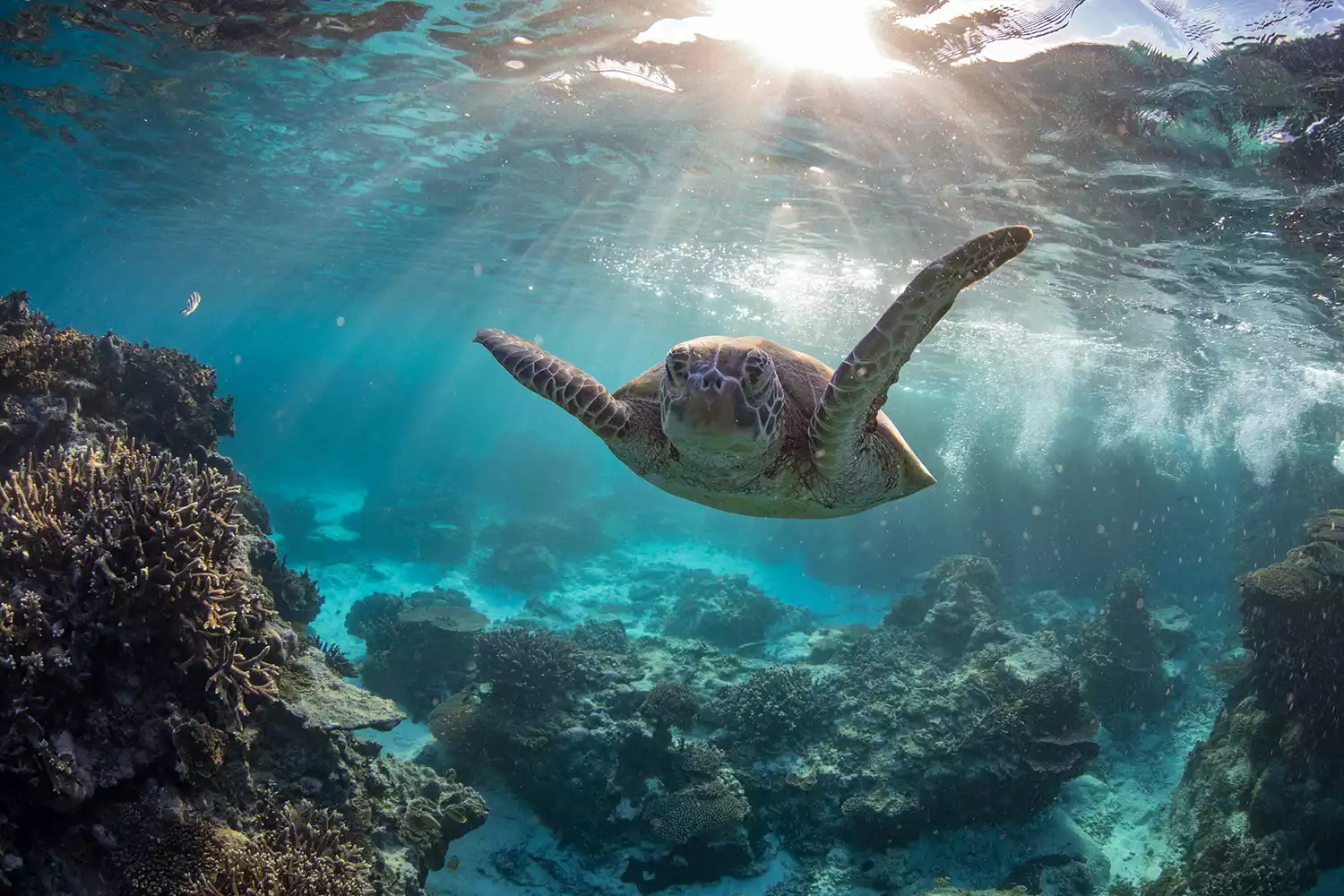 Assorted images of Heron Island underwater on the southern great barrier reef