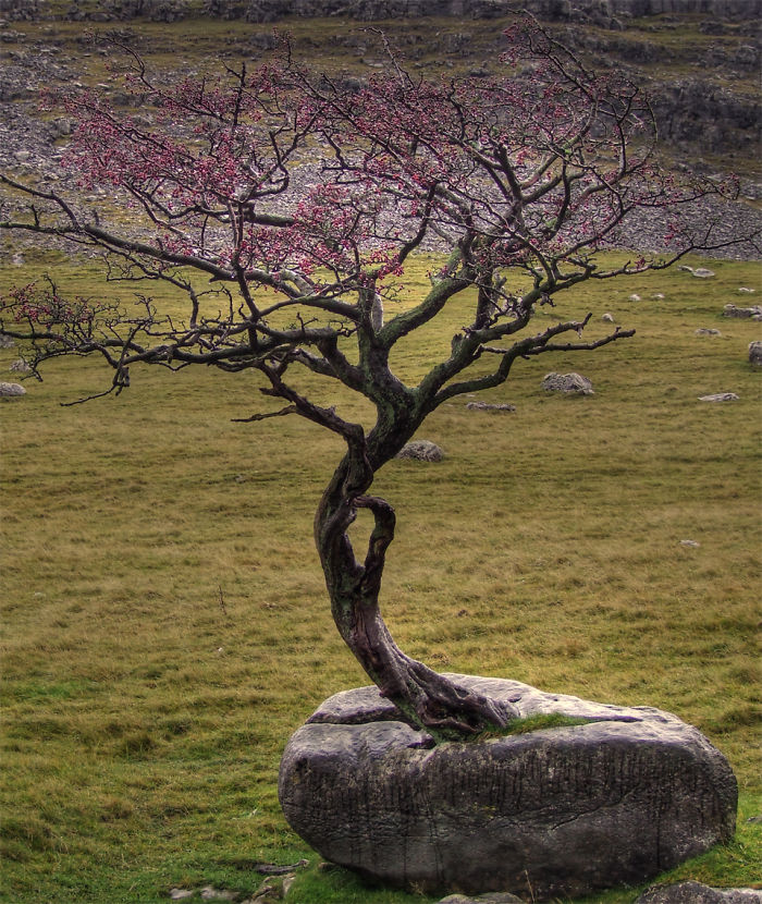 Trees That Refused To Die