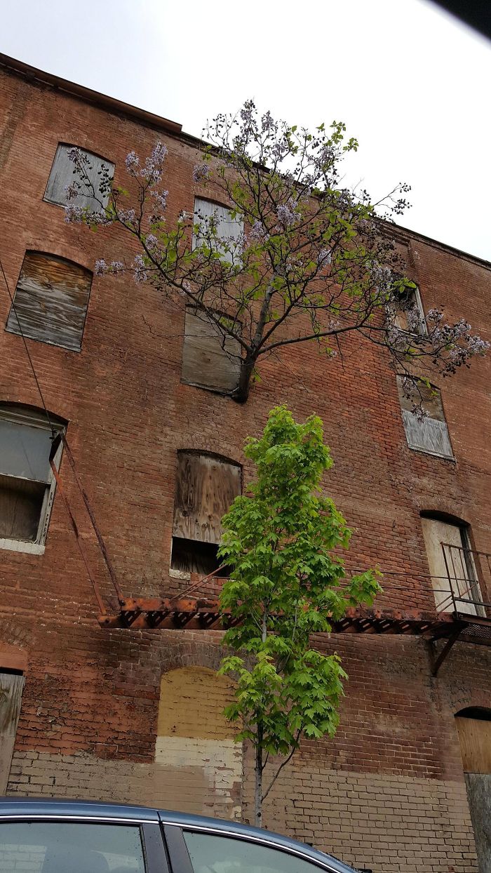 Trees That Refused To Die