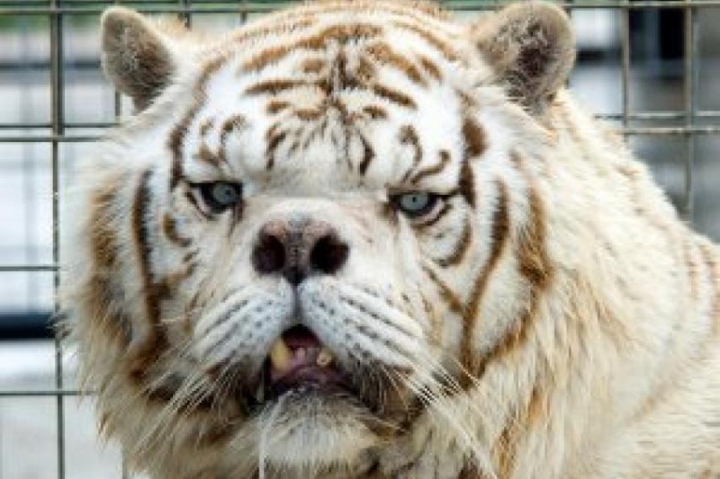 Kenny the White Tiger