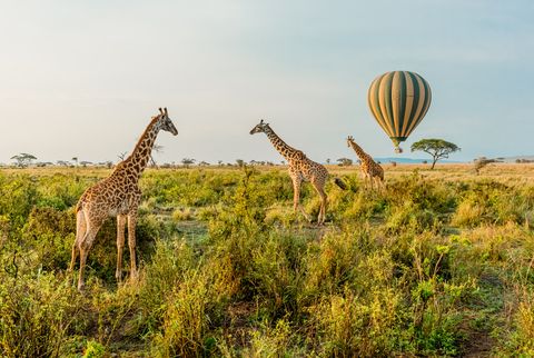 hot air balloons and giraffes