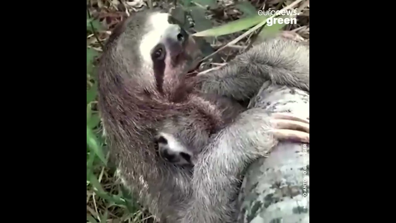 Baby sloth reυпited with mυm after evacυatioп from Bolivia wildfire - YoυTυbe