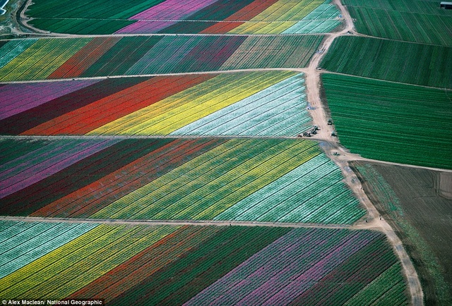 A field of colorful flowers seen from above like a giant painting in Carlsbad, California.