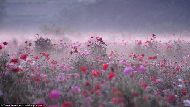 A thin mist covers a carpet of wildflowers in Shimotsuma, Japan.