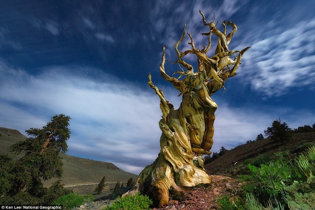 An old pine tree with a twisted trunk like a mysterious dance is located in Inyo National Forest, USA.