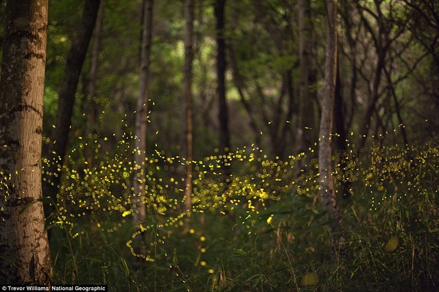 The moment of millions of fireflies flashing in the forest in Japan.