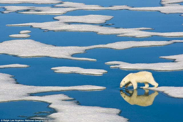 A polar bear walks on ice in Svalbard, Norway.