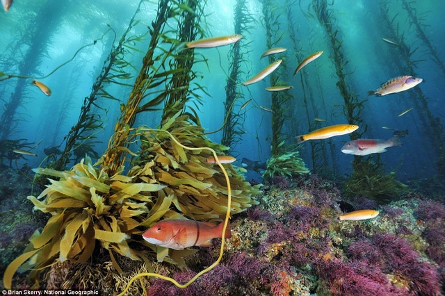 Schools of colorful fish swim through a forest of algae in the Cortes Banks, Pacific Ocean.