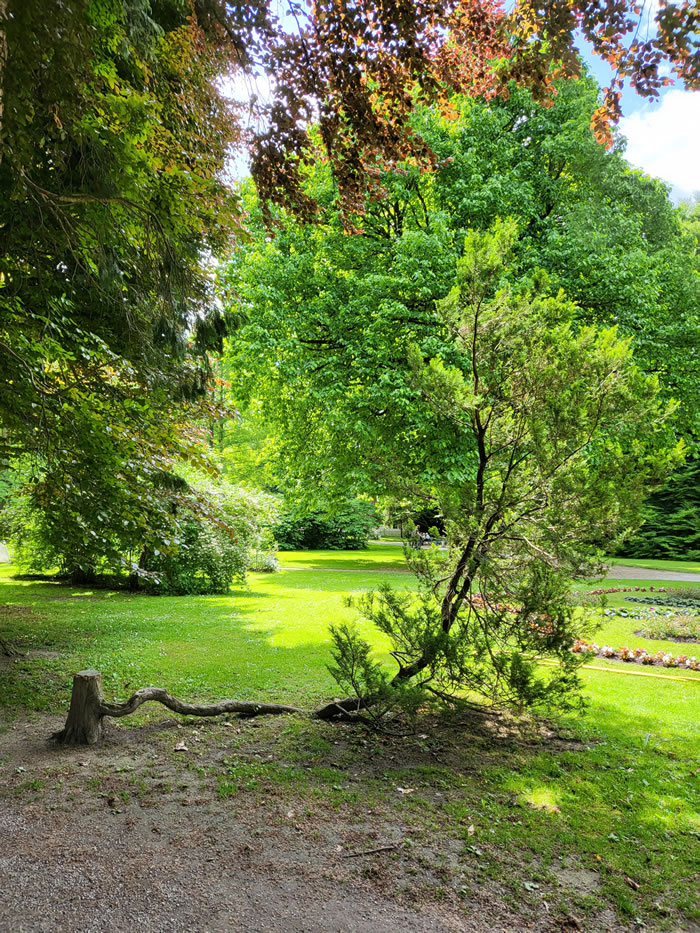 Trees That Refused To Die