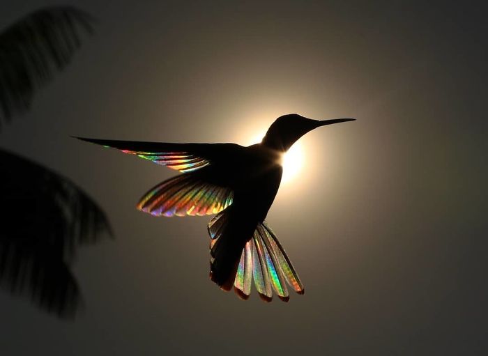 Hummingbird Wings Rainbow Light by Christian Spencer