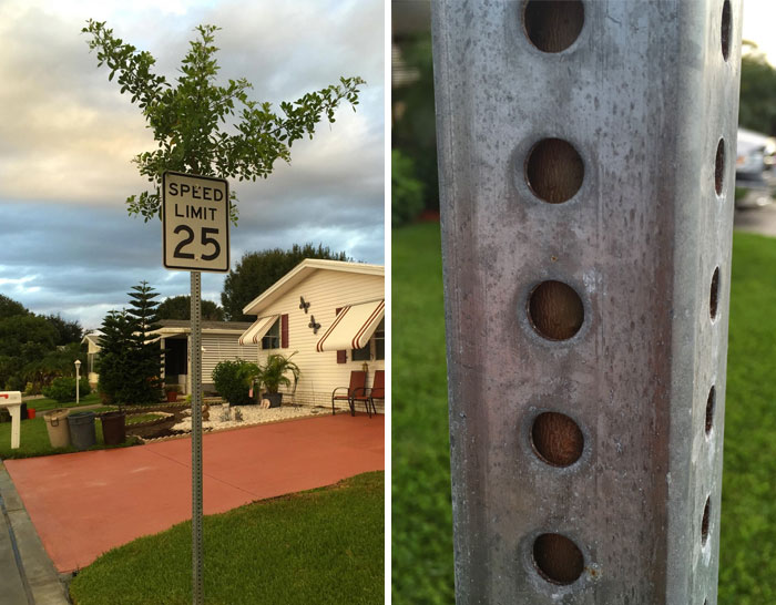 Trees That Refused To Die