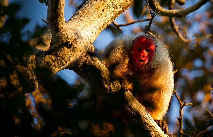 Bald Uakari monkey with a red face with murderous intent