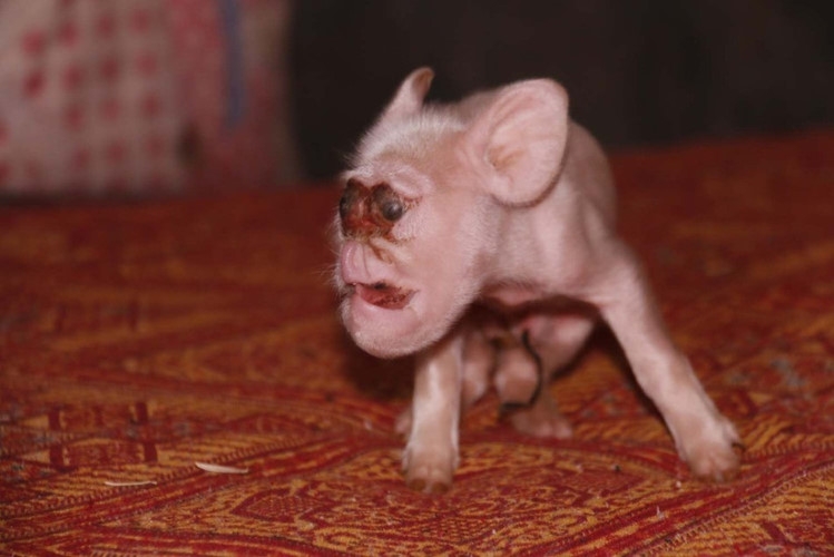 One-eyed monkey in China