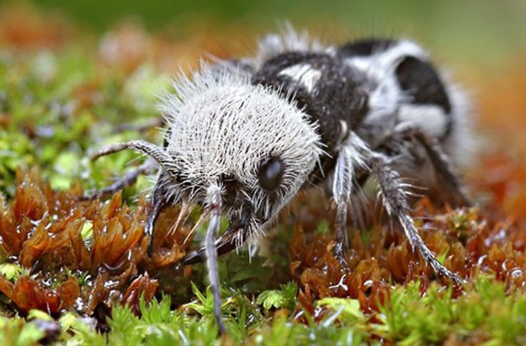 Panda ant