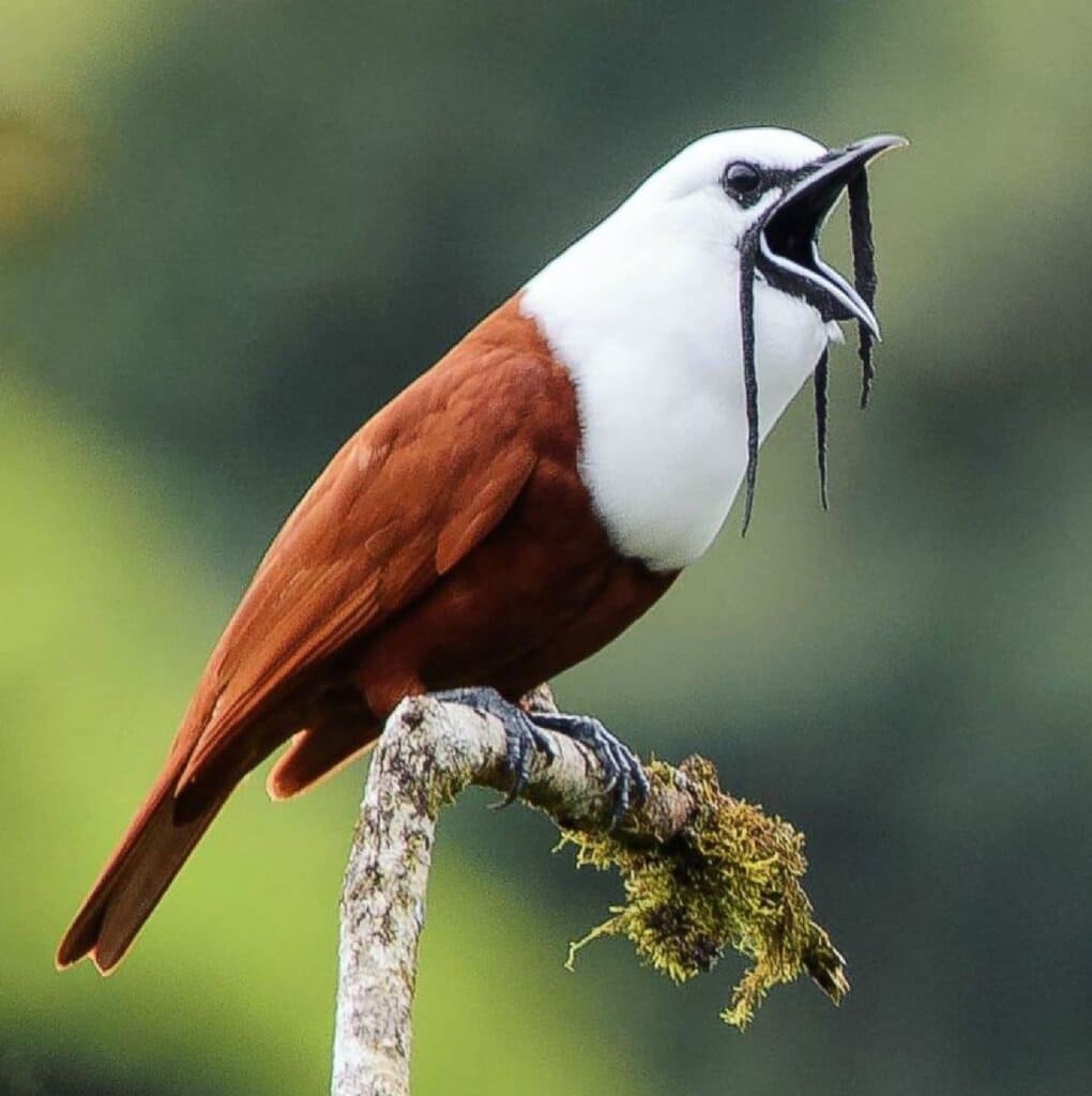 Three-Wattled Bellbird