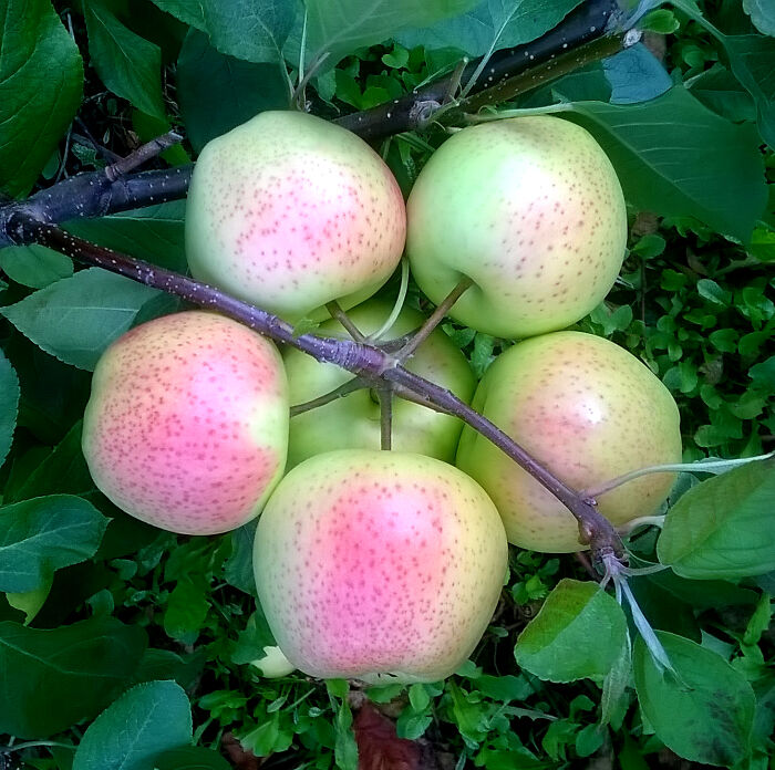 Geometrical Symmetry In Nature