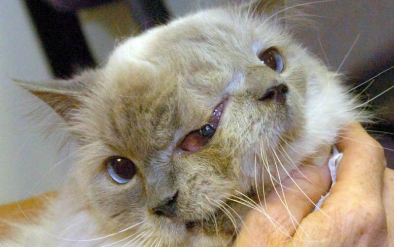 Two-faced cat with two names: Frank and Louie