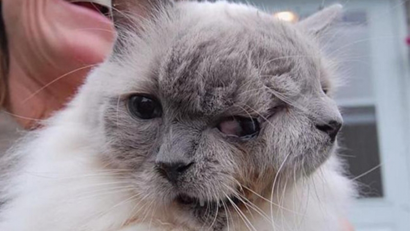 Two-faced cats Frank and Louie lived a full life and passed their 12th birthday