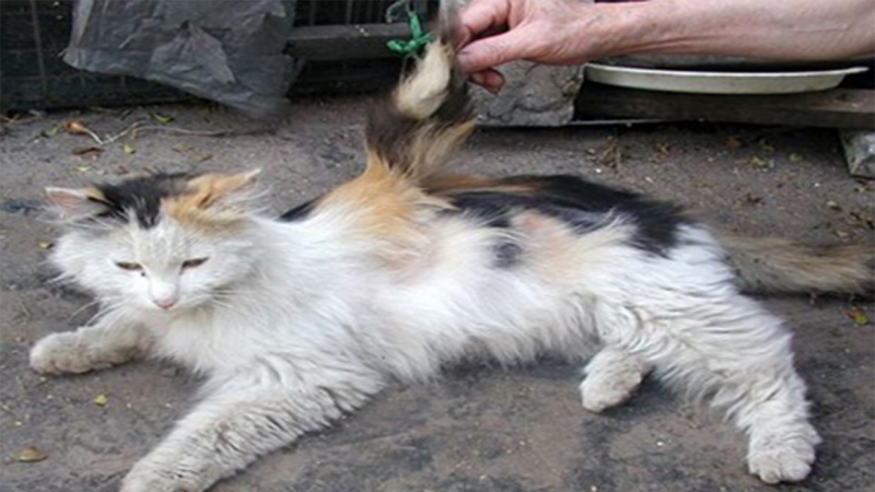 Angel cat with 2 wings in China