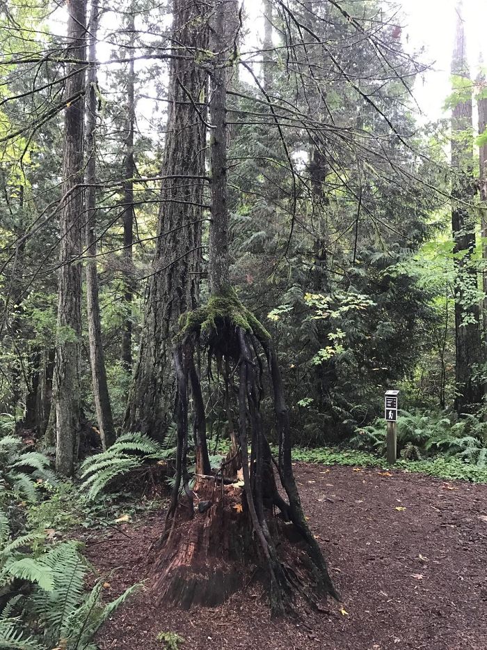 Trees That Refused To Die