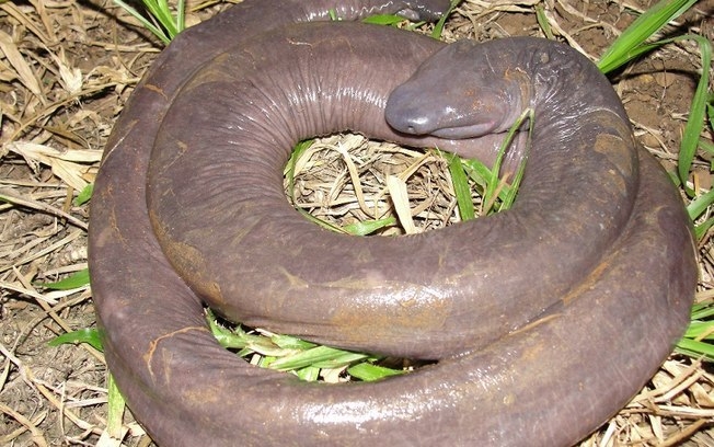 Penis Snake is curled up