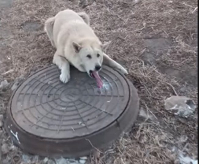 Dog's tongue stuck