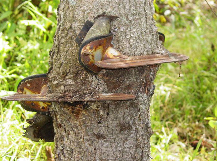 Trees That Refused To Die