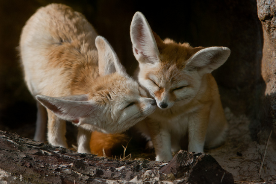 40 Photos Of Animals In Love That Can Melt Even A Frozen Heart