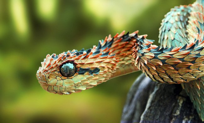 Bush Viper horned snake